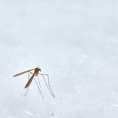 Los mosquitos pueden causar muchas enfermedades vectoriales.
