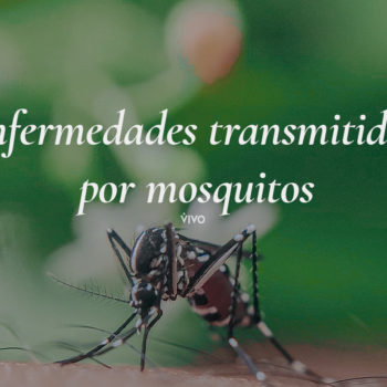Los mosquitos son vectores de muchas enfermedades.