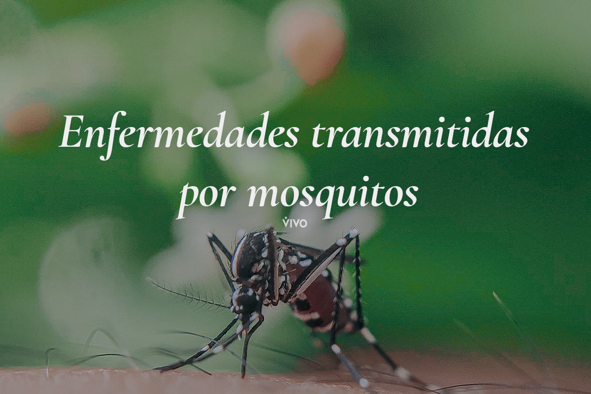 Los mosquitos son vectores de muchas enfermedades.